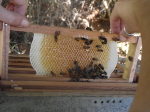 First honey of Araku Region prepared by misses A.c
