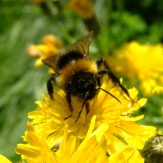 bumblebee with pollen