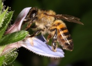 Honey bee and flower with extrafloral nectaries